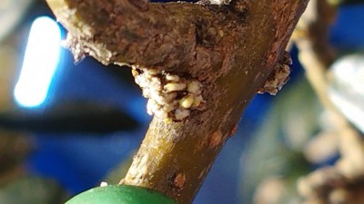 2.jpg (59.84 KiB) Osservato 434 volte 2.jpg