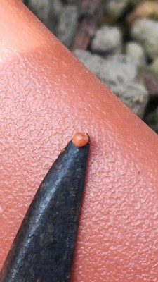 3.jpg (71.49 KiB) Osservato 434 volte 3.jpg