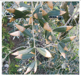 brusca parassitaria olivo.png brusca parassitaria olivo.png