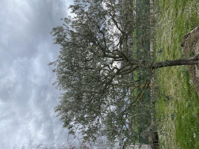 4D911DCC-02C5-4446-93BD-A3433BF69DC3.jpeg (192.91 KiB) Osservato 690 volte 4D911DCC-02C5-4446-93BD-A3433BF69DC3.jpeg