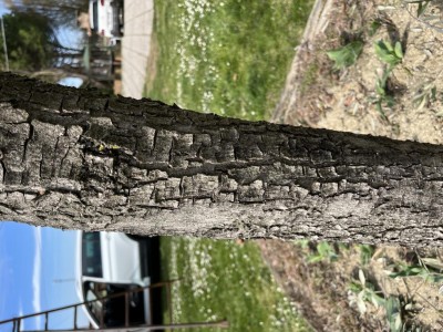 5AF1BB79-4B5D-4FCA-92FF-10F731AF7B10.jpeg (172.59 KiB) Osservato 690 volte 5AF1BB79-4B5D-4FCA-92FF-10F731AF7B10.jpeg