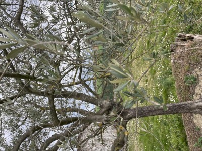 52116075-0676-4B18-A588-472DD61E1113.jpeg (212.78 KiB) Osservato 690 volte 52116075-0676-4B18-A588-472DD61E1113.jpeg