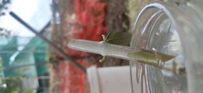 Talea 1 germogli.jpg (42.22 KiB) Osservato 830 volte Talea 1 germogli.jpg