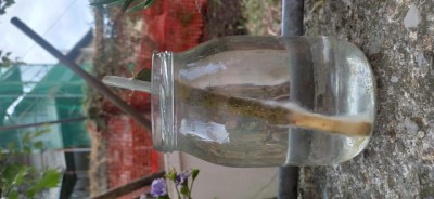 Talea 1.jpg (64.26 KiB) Osservato 830 volte Talea 1.jpg