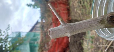 Talea 2 germogli.jpg (47.69 KiB) Osservato 830 volte Talea 2 germogli.jpg