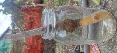 Talea 2.jpg (67.73 KiB) Osservato 830 volte Talea 2.jpg