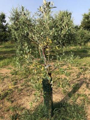 IMG_1811.JPG (221.57 KiB) Osservato 4569 volte IMG_1811.JPG