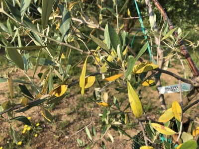 IMG_1812.JPG (86.04 KiB) Osservato 4569 volte IMG_1812.JPG