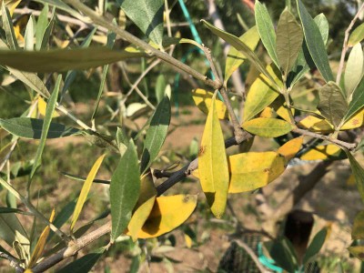 IMG_1813.JPG (66.37 KiB) Osservato 4569 volte IMG_1813.JPG