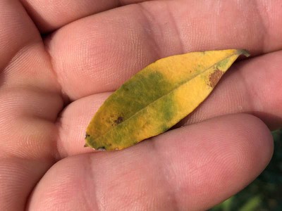 IMG_1814.JPG (37.43 KiB) Osservato 4569 volte IMG_1814.JPG