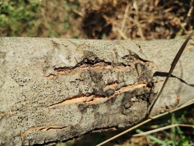 Olivo 2.jpg (146.14 KiB) Osservato 1532 volte Olivo 2.jpg