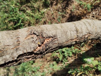 Olivo 1.jpg (151.58 KiB) Osservato 1522 volte Olivo 1.jpg