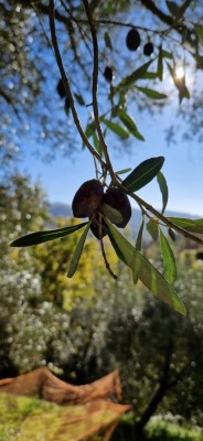 WhatsApp Image 2024-11-20 at 16.34.01.jpeg (68.25 KiB) Osservato 419 volte WhatsApp Image 2024-11-20 at 16.34.01.jpeg