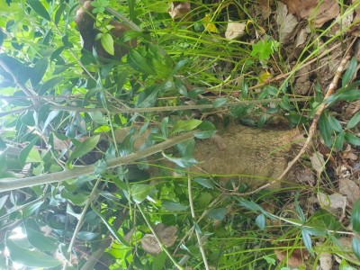 20241201_104110.jpg (169.82 KiB) Osservato 604 volte 20241201_104110.jpg