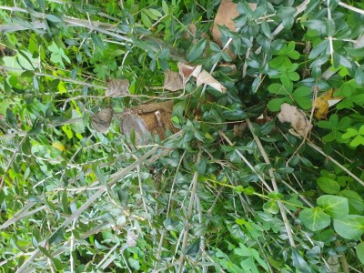 20241201_104021.jpg (191.22 KiB) Osservato 603 volte 20241201_104021.jpg