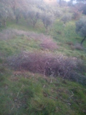 Immagine WhatsApp 2025-02-10 ore 15.03.08_4c01f32a.jpg (57.78 KiB) Osservato 464 volte Immagine WhatsApp 2025-02-10 ore 15.03.08_4c01f32a.jpg