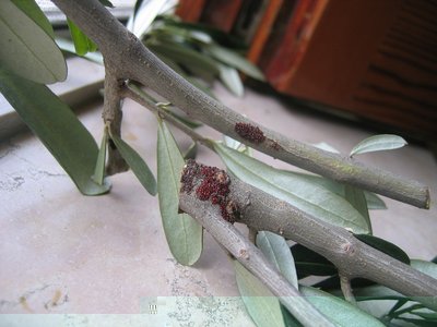 IMG_0002.JPG (161.2 KiB) Osservato 983 volte IMG_0002.JPG