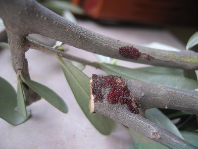 IMG_0003.JPG (136.9 KiB) Osservato 983 volte IMG_0003.JPG