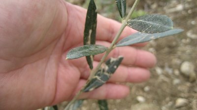 ulivo1.JPG (130.95 KiB) Osservato 922 volte ulivo1.JPG