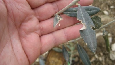 ulivo3.JPG (136.04 KiB) Osservato 921 volte ulivo3.JPG