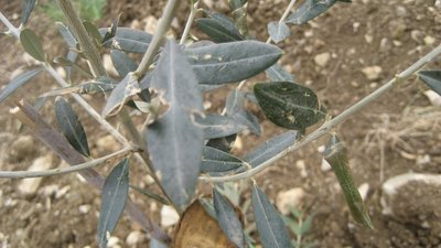 ulivo4.JPG (186.42 KiB) Osservato 859 volte ulivo4.JPG