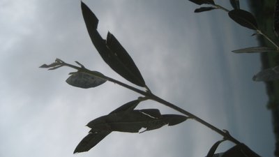 ulivo5.JPG (104.14 KiB) Osservato 859 volte ulivo5.JPG