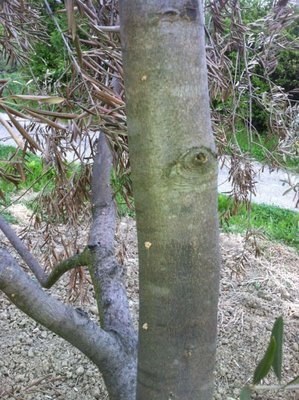 1,jpg.jpg (132.23 KiB) Osservato 5760 volte 1,jpg.jpg