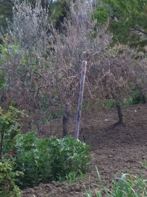 4.jpg (98.09 KiB) Osservato 5700 volte 4.jpg