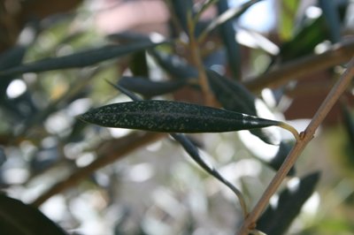 Olivo foglie 1 rid.jpg (244.71 KiB) Osservato 909 volte Olivo foglie 1 rid.jpg