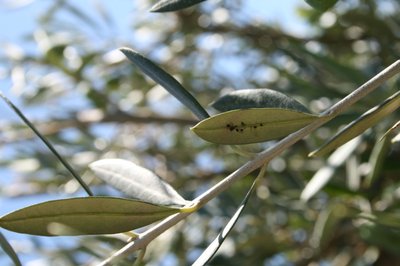 e questo è il retro... / Olivo foglie 2 rid.jpg Olivo foglie 2 rid.jpg