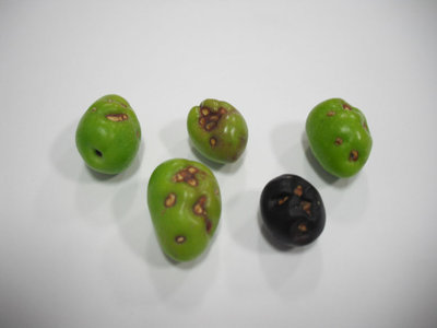 Oliva1R.jpg (60.47 KiB) Osservato 5908 volte Oliva1R.jpg