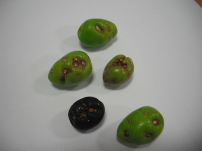 Oliva2R.jpg (60.75 KiB) Osservato 5908 volte Oliva2R.jpg