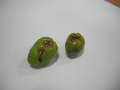 Oliva3R.jpg (53.74 KiB) Osservato 5908 volte Oliva3R.jpg