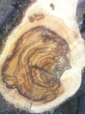 Ulivo1.jpg (385.08 KiB) Osservato 1062 volte Ulivo1.jpg