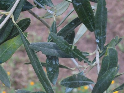 IMG_0055.JPG (222.6 KiB) Osservato 1949 volte IMG_0055.JPG