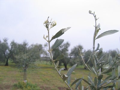 IMG_0056.JPG (146.48 KiB) Osservato 1949 volte IMG_0056.JPG