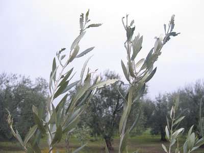 IMG_0057.JPG (171.35 KiB) Osservato 1949 volte IMG_0057.JPG