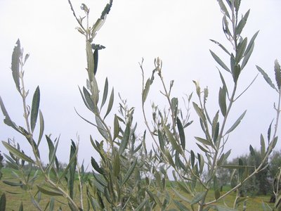 IMG_0058.JPG (187.21 KiB) Osservato 1949 volte IMG_0058.JPG