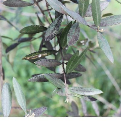 Diapositiva7.JPG (41.72 KiB) Osservato 1481 volte Diapositiva7.JPG