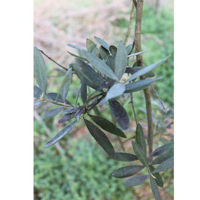 Diapositiva8.JPG (35.65 KiB) Osservato 1481 volte Diapositiva8.JPG