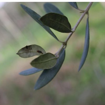 Diapositiva9.JPG (20.15 KiB) Osservato 1481 volte Diapositiva9.JPG