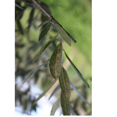 Diapositiva10.JPG (24.31 KiB) Osservato 1481 volte Diapositiva10.JPG