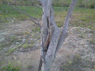 incroci brutti / 1.jpg 1.jpg