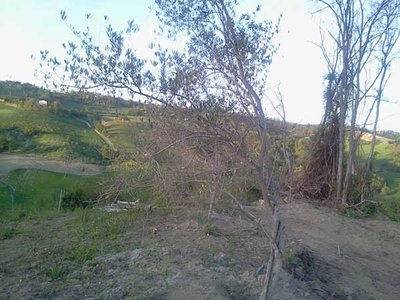 seccume generale e forma pessima / 2.jpg 2.jpg