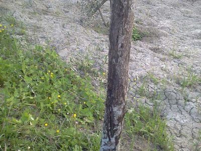 graffi di animali / 7.jpg 7.jpg