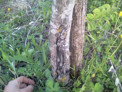 muschio / 8.jpg 8.jpg