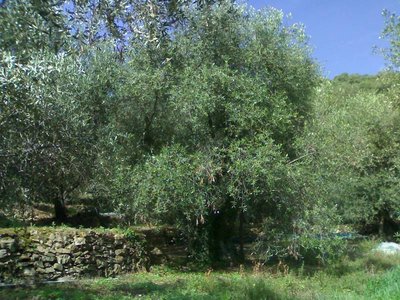 secolare113.jpg (127.5 KiB) Osservato 1143 volte secolare113.jpg