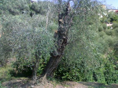 secolare196.jpg (123.05 KiB) Osservato 1143 volte secolare196.jpg