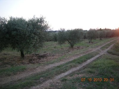 Lato su strada del mio oliveto / ulivi.jpg ulivi.jpg