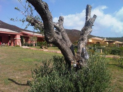 IMG00298-20120804-1037 (2).JPG (274.36 KiB) Osservato 6272 volte IMG00298-20120804-1037 (2).JPG